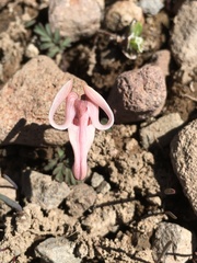 Dicentra uniflora