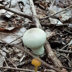 Lycoperdon excipuliforme