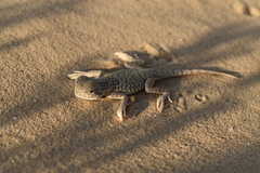 Phrynocephalus mystaceus