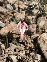 Dicentra uniflora