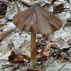 Entoloma strictius