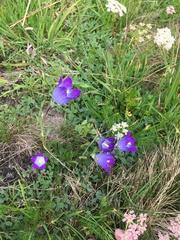 Campanula tridentata biebersteiniana