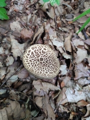 Leccinellum pseudoscabrum