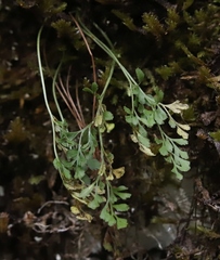 Asplenium ruta-muraria
