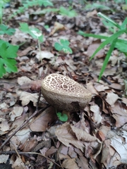 Leccinellum pseudoscabrum