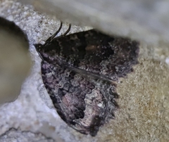 Triphosa dubitata