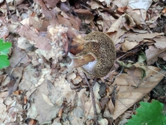 Leccinellum pseudoscabrum