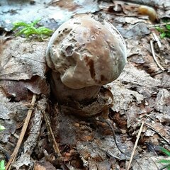 Boletus edulis