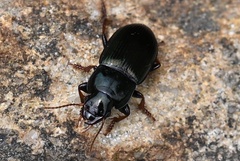 Harpalus
