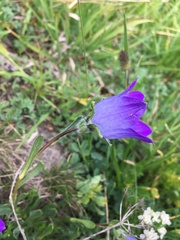 Campanula tridentata biebersteiniana