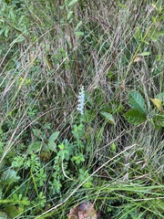 Spiranthes lacera gracilis