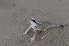 Phrynocephalus mystaceus