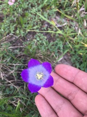 Campanula tridentata biebersteiniana