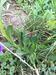 Campanula tridentata biebersteiniana