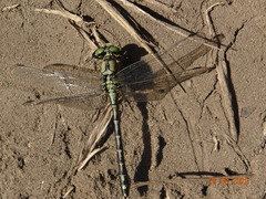 Ophiogomphus cecilia