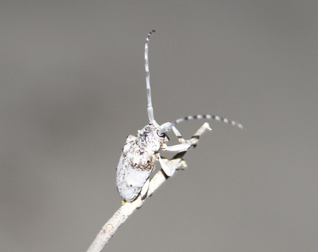 Megalofrea cinerascens