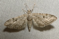 Eupithecia pauxillaria
