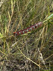 Hyles euphorbiae