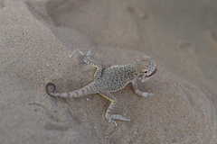 Phrynocephalus mystaceus