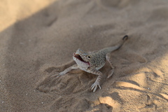 Phrynocephalus mystaceus