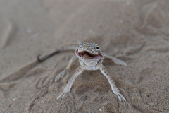 Phrynocephalus mystaceus