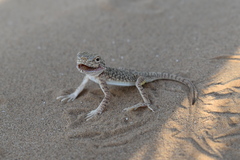 Phrynocephalus mystaceus