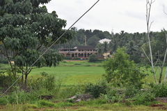 Acacia pycnantha