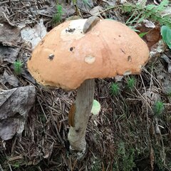 Leccinum versipelle