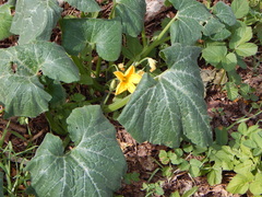 Cucurbita