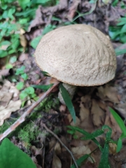 Leccinellum pseudoscabrum