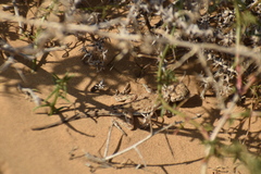 Phrynocephalus guttatus