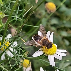 Eristalis pertinax