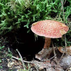 Suillus spraguei