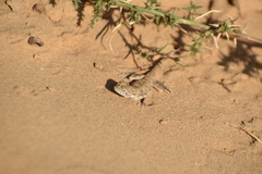 Phrynocephalus guttatus