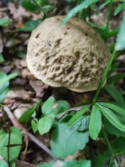 Leccinellum pseudoscabrum