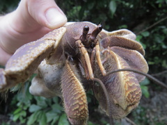 Coenobita brevimanus