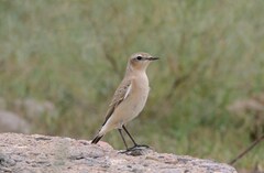 Oenanthe isabellina