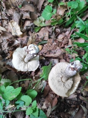 Leccinellum pseudoscabrum