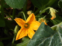 Cucurbita
