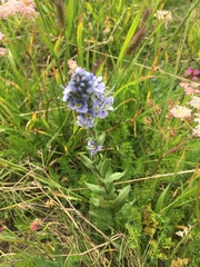 Veronica gentianoides