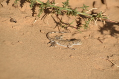 Phrynocephalus guttatus