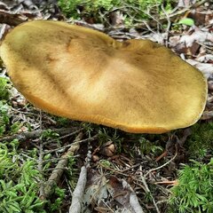 Boletinellus merulioides