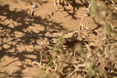 Phrynocephalus guttatus