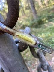 Calliteara pudibunda