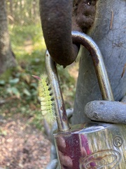 Calliteara pudibunda