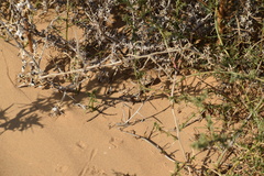 Phrynocephalus guttatus