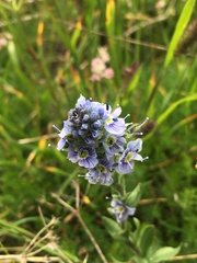 Veronica gentianoides