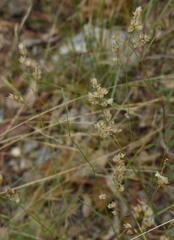 Eriachne mucronata