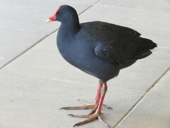 Gallinula tenebrosa