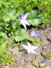 Wahlenbergia stricta stricta